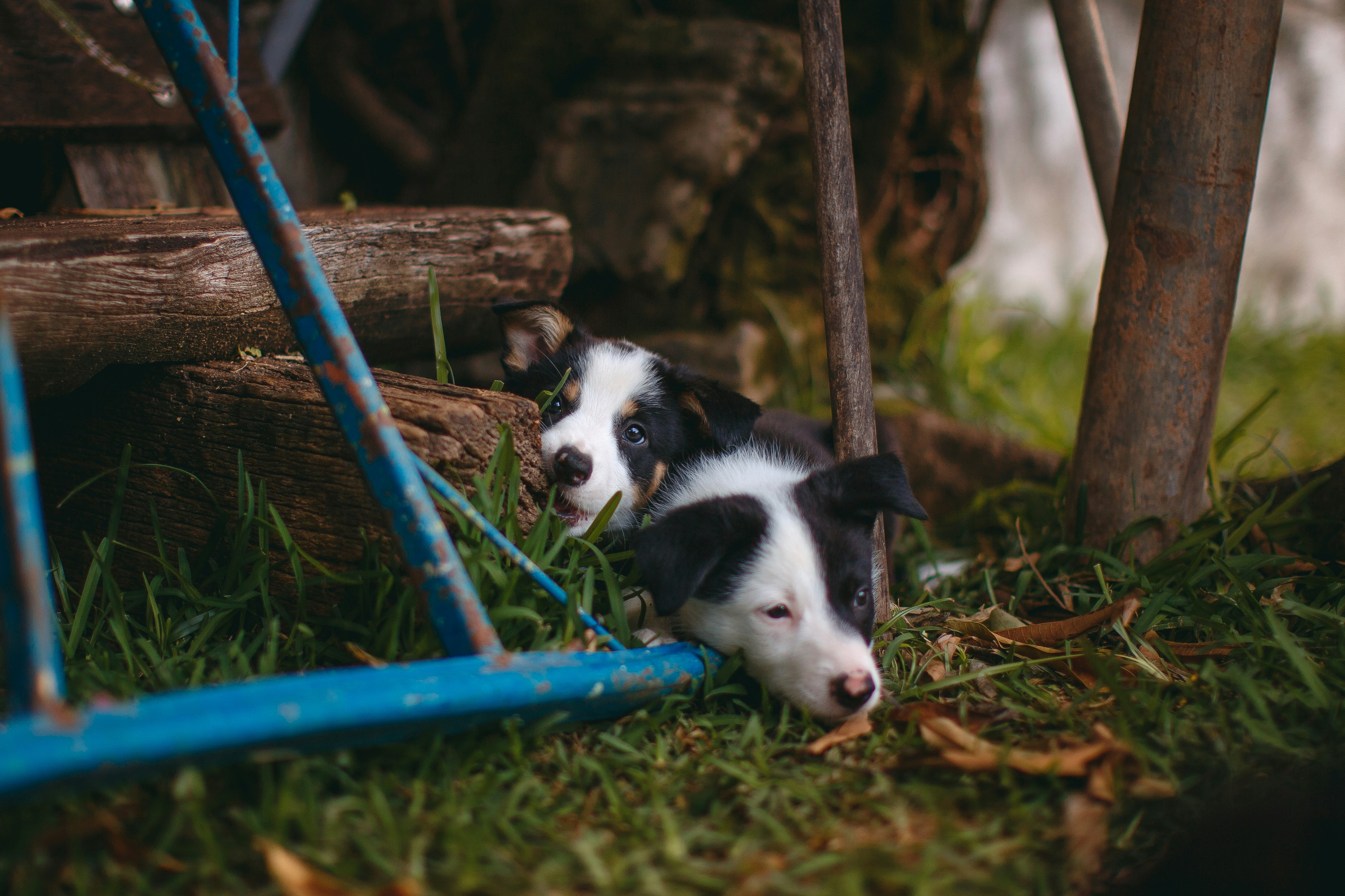 black and white border collie mix puppy
